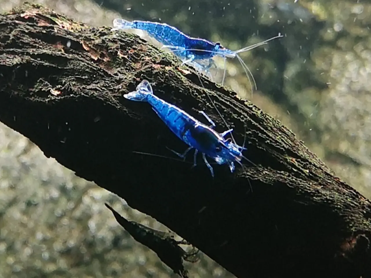 Billede 5 - High Grade Blue Dream Neocaridina 💙🦐