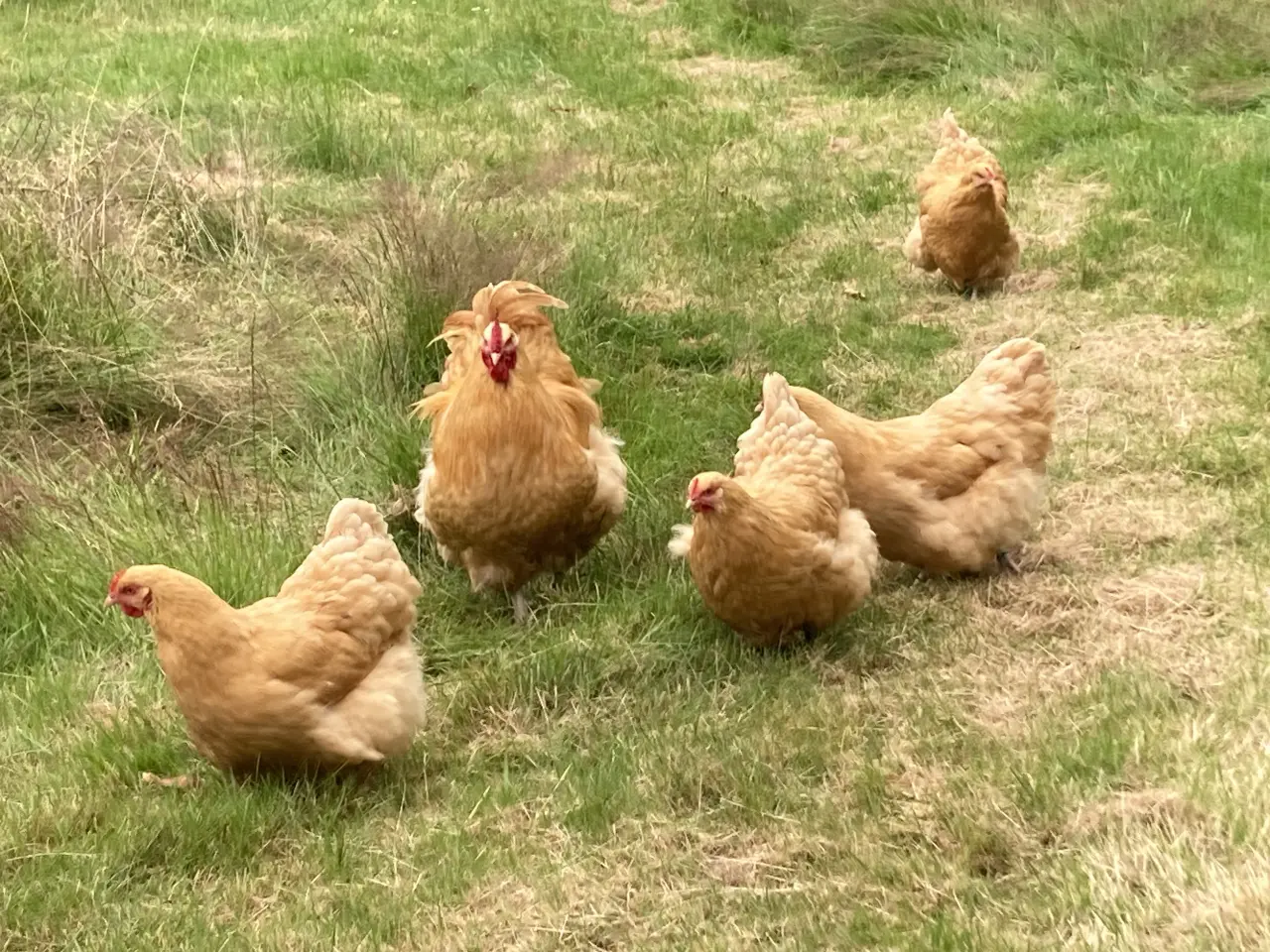 Billede 2 - Rugeæg 