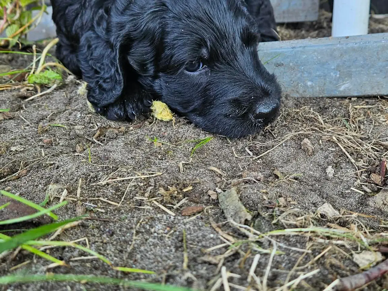 Billede 8 - Goldendoodle hvalpe