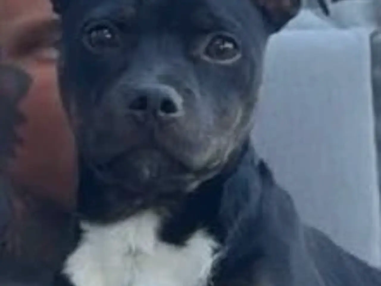 Billede 3 - Nemo søger nyt blivende hjem🐶