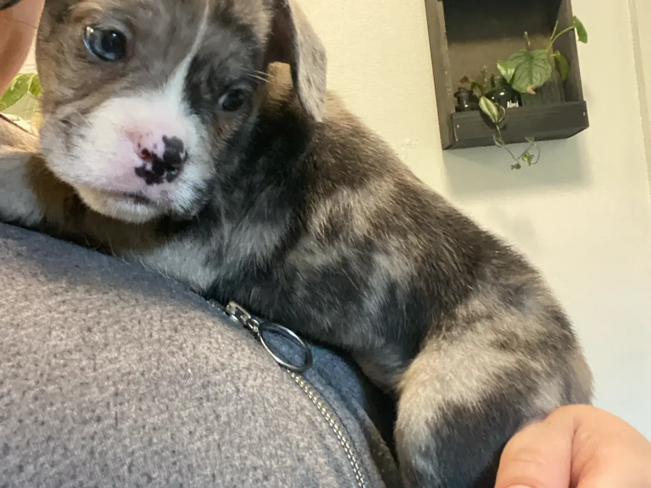 Billede 1 - Fransk bulldog blanding