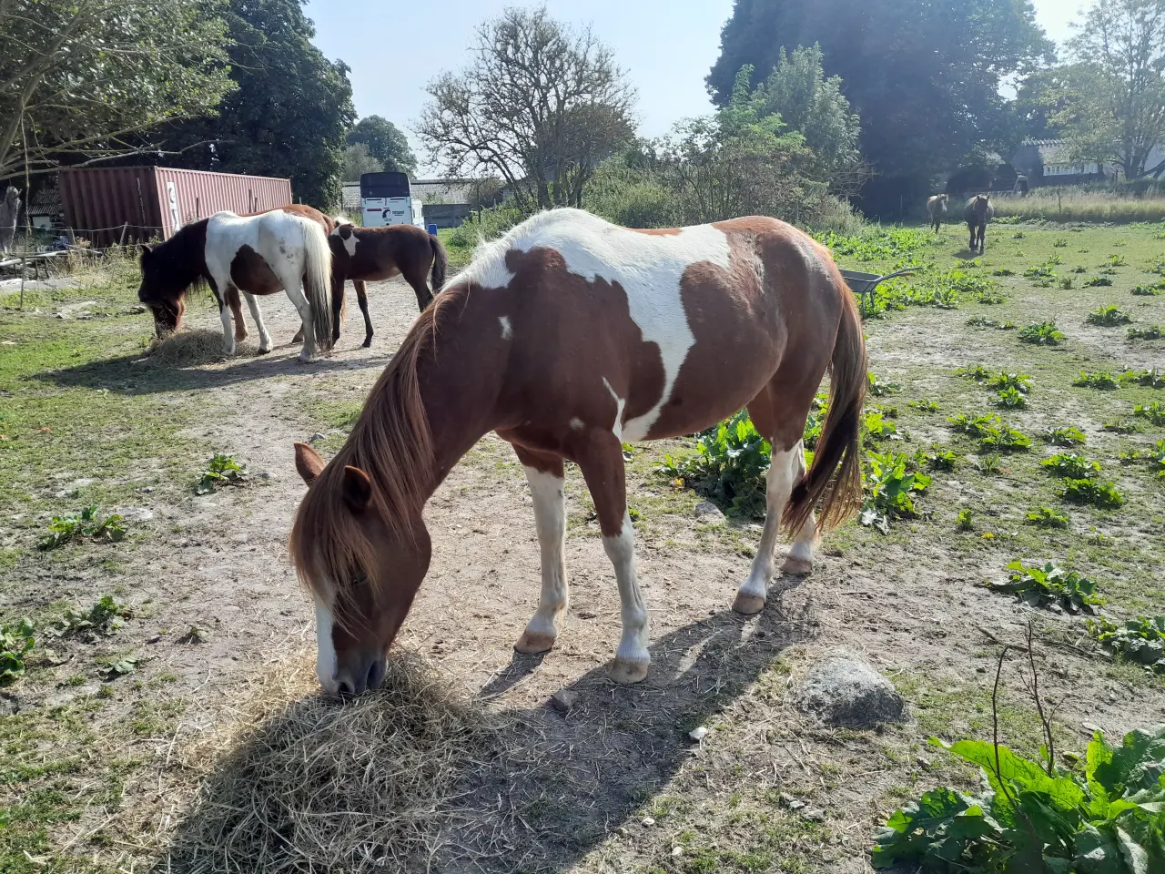 Billede 2 - Kat. 3 pony til både dressur, spring og kørelse