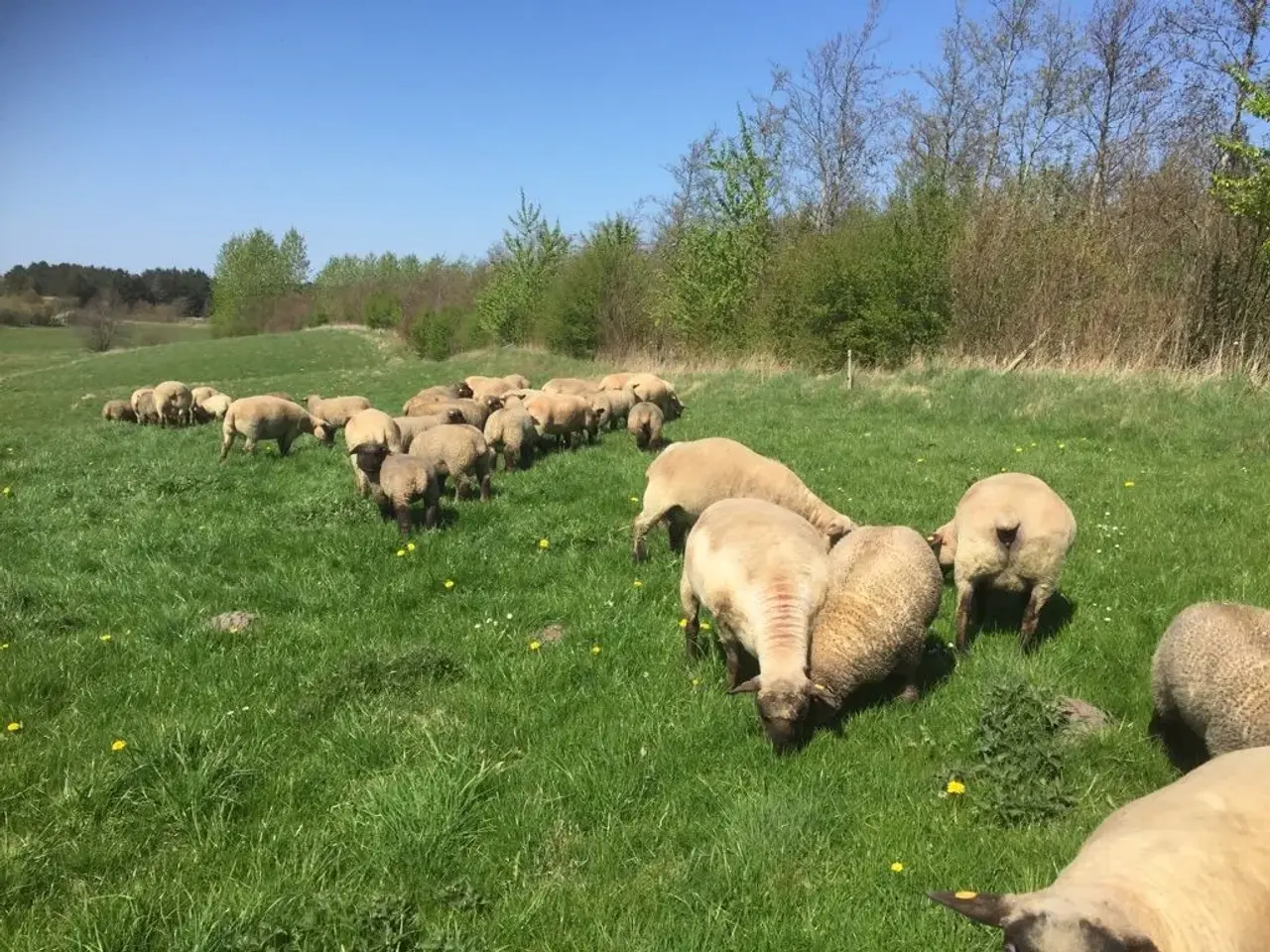 Billede 3 - Oxforddown Lam