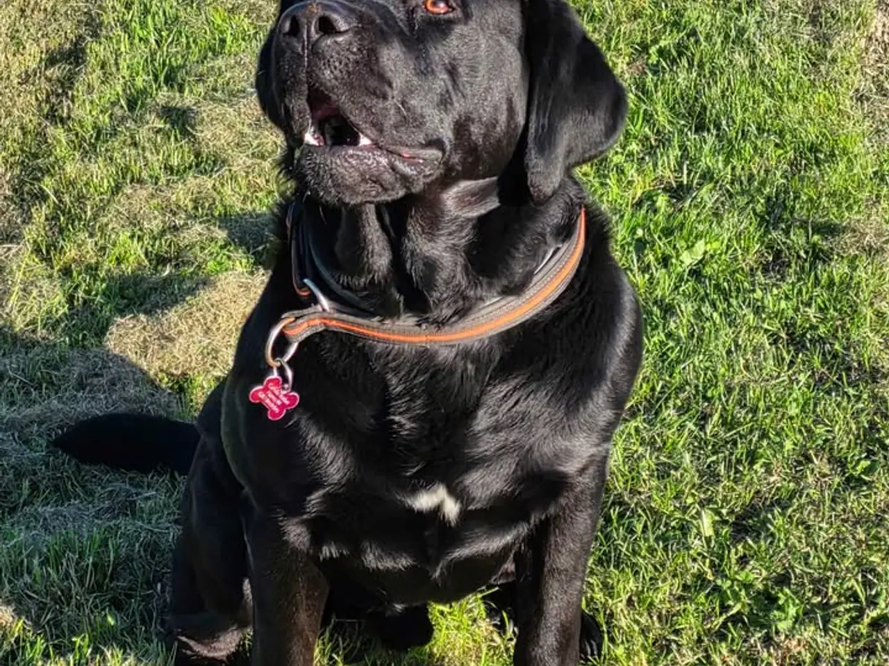Billede 5 - labrador / berner senne blanding han