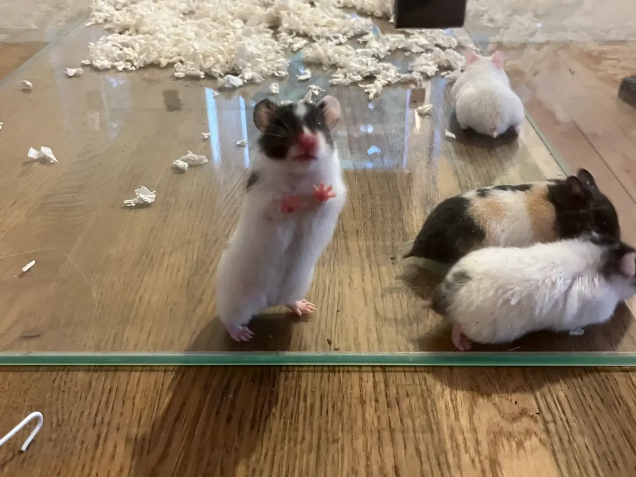 Billede 1 - Hamsterunger søger nye familier