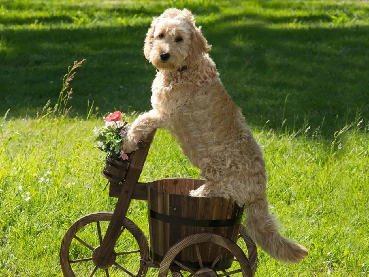 Billede 7 - Doodler Goldendooler Dooodledoodle