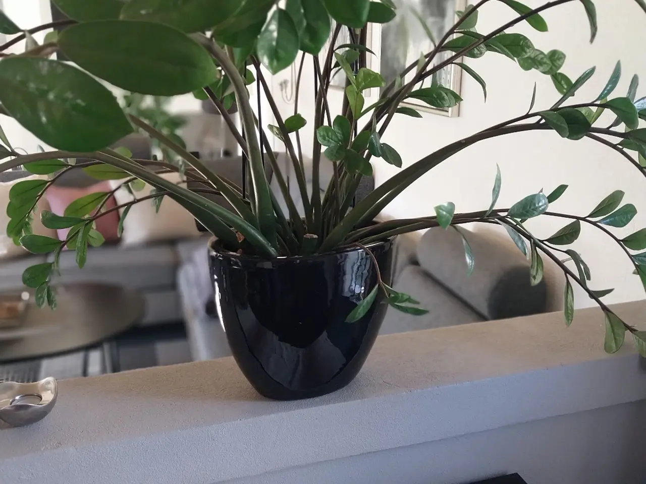 Billede 1 - Afhentningstilbud - stuepante i sort oval potte