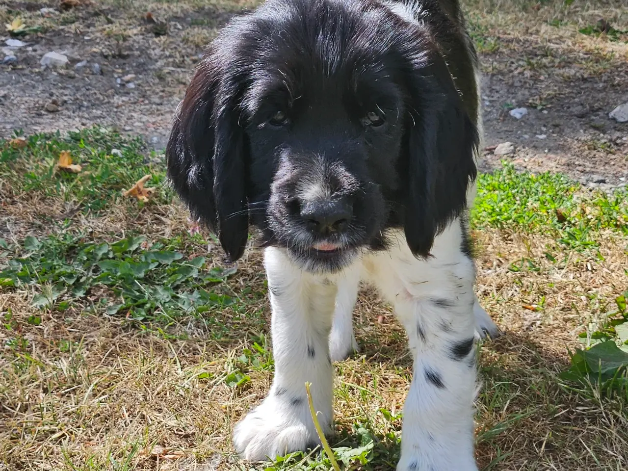 Billede 13 - Engelsk springer spaniel