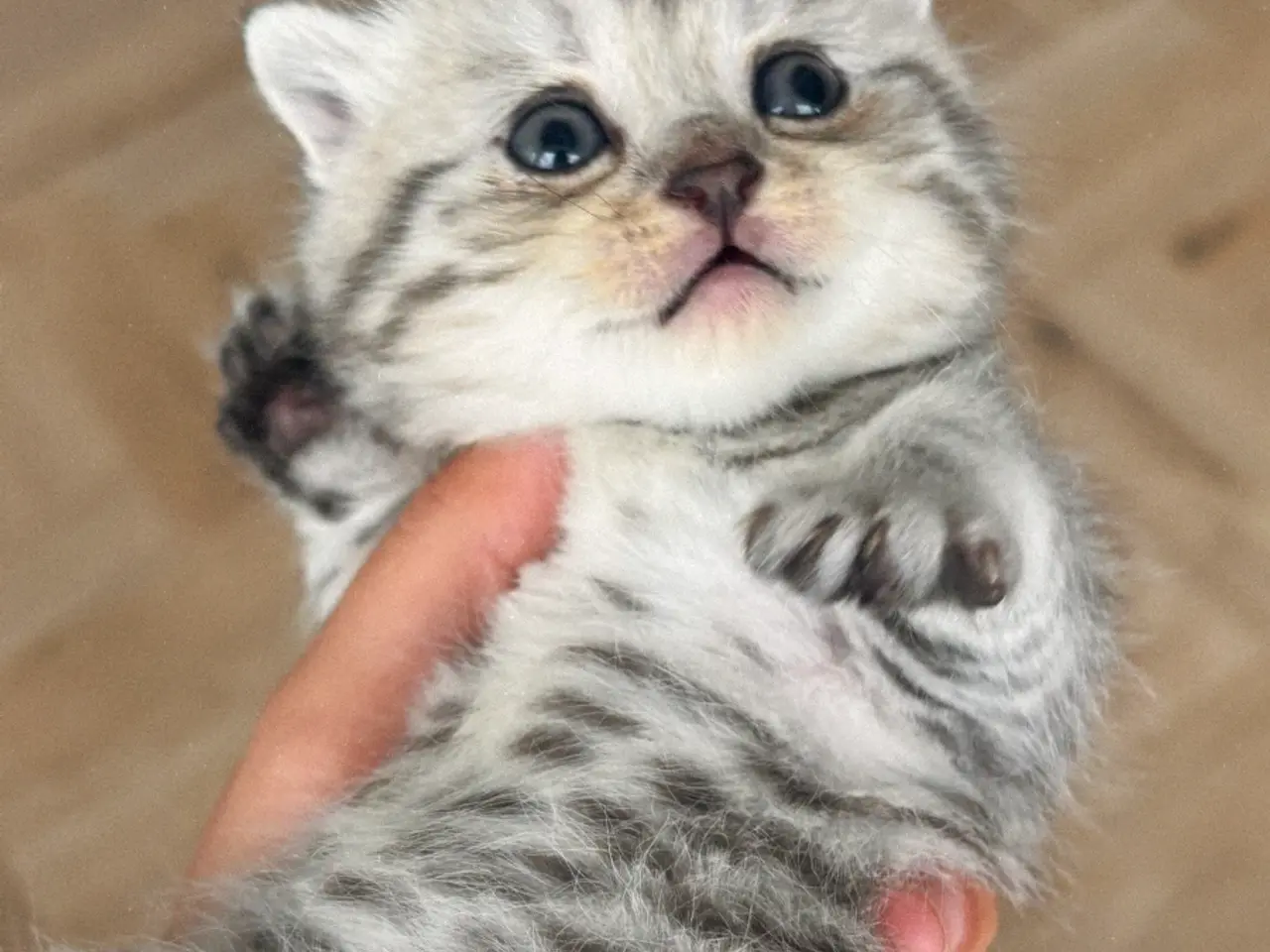 Billede 7 - British short hair& Scottish fold long hair silver