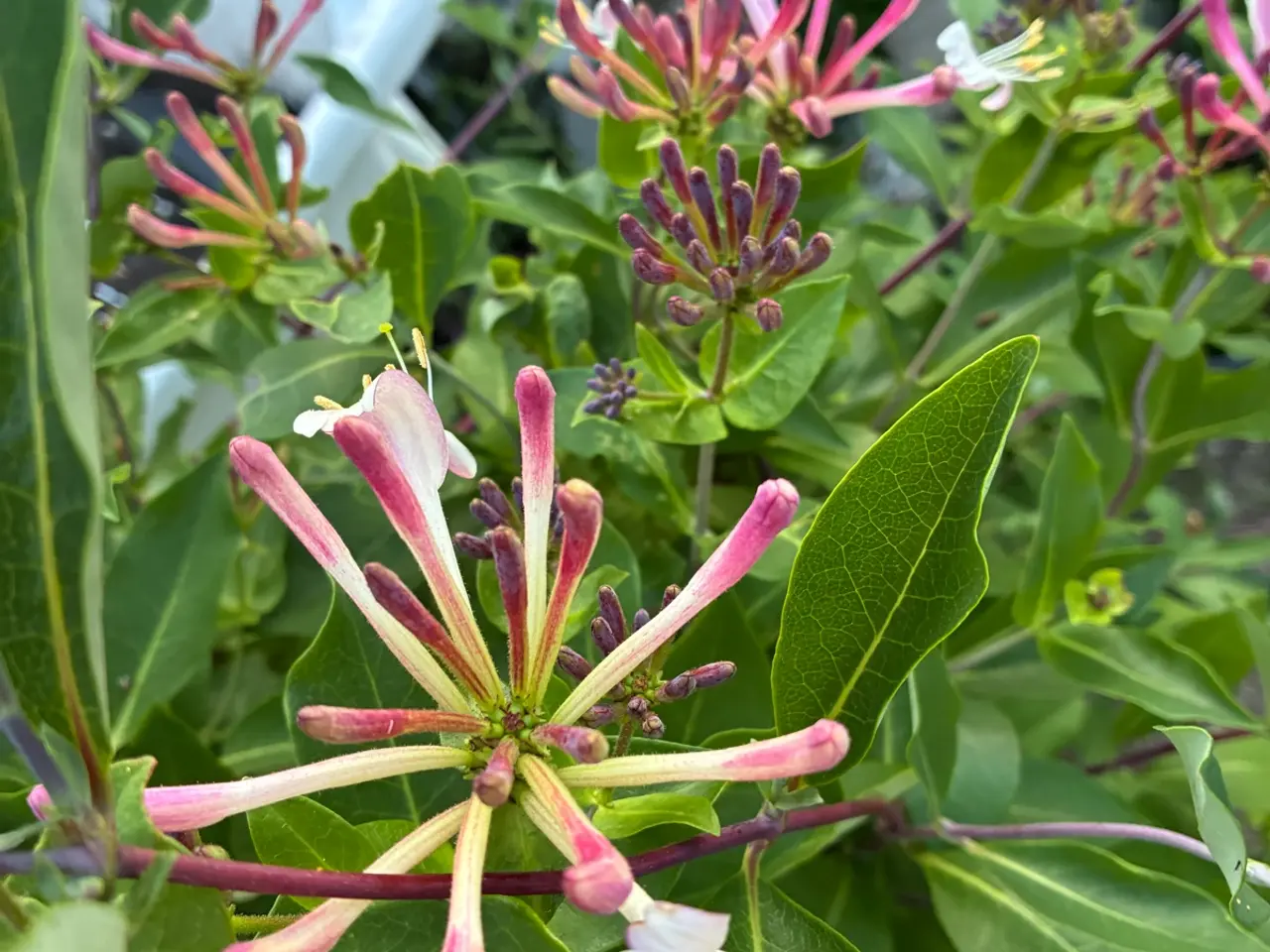 Billede 2 - Slynge blomstr