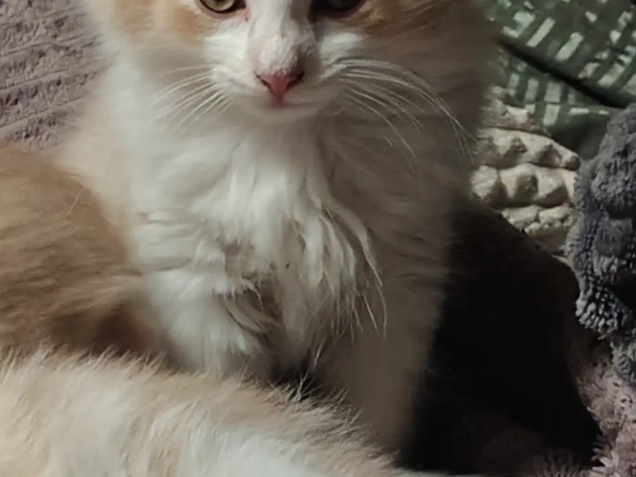 Billede 12 - Main Coon / Ragdoll blanding