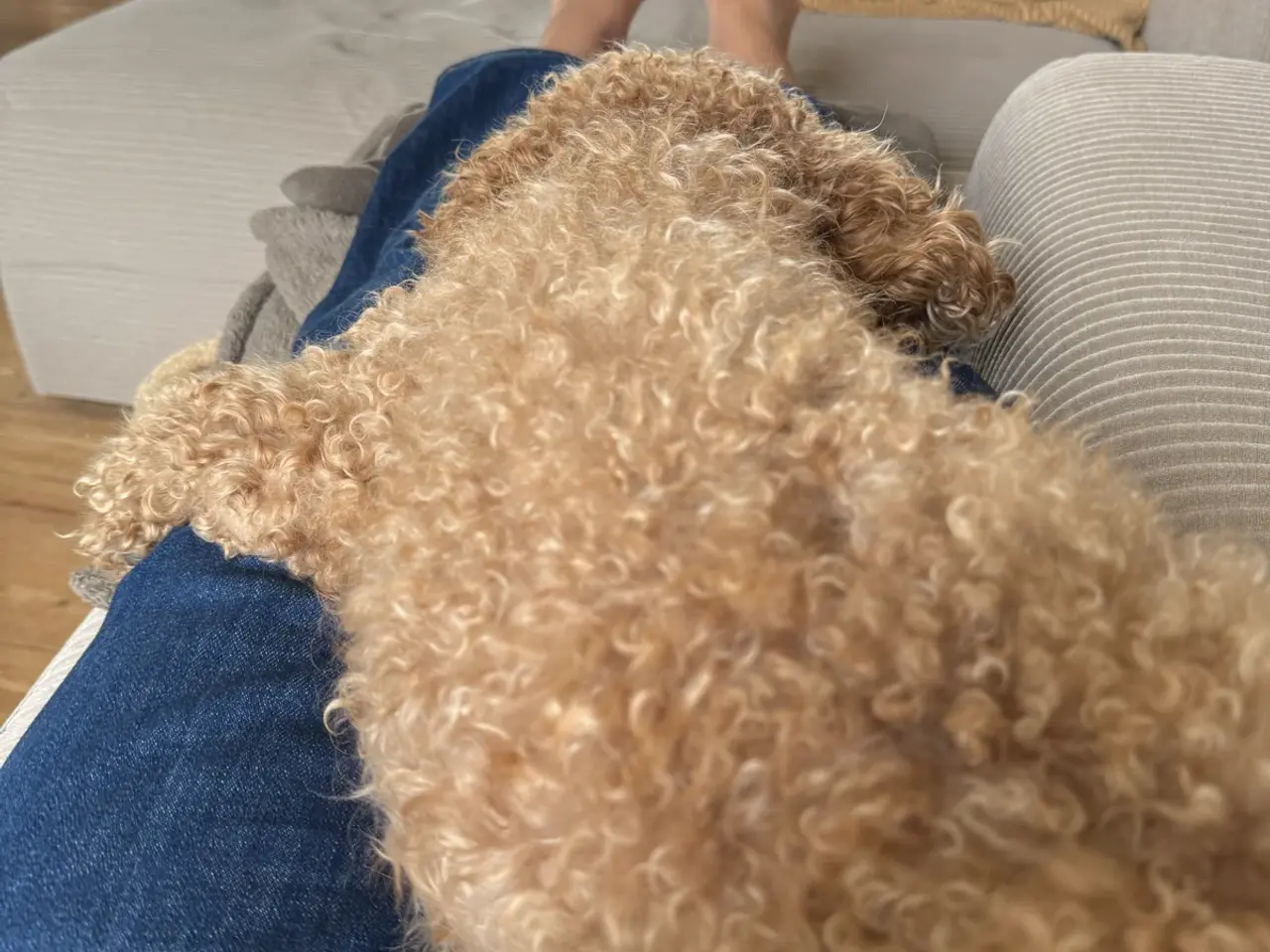 Billede 5 - Cockerpoo / Doodle hvalpe på vej i juli☀️💛