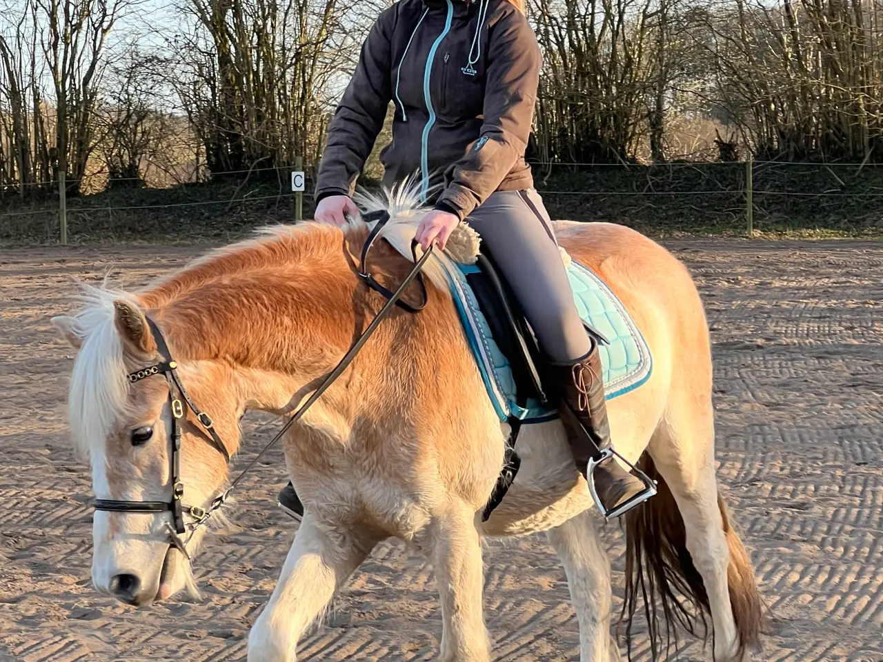 Billede 1 - Haflinger 3 års vallak