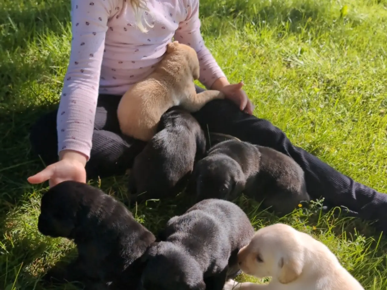 Billede 6 - Labrador hvalpe