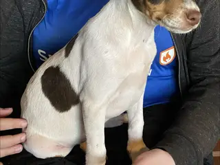 Hundehvalpe Dansk/svenskgårdhunde
