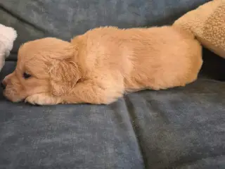 Kun 2 skønne Golden Retriever hanner tilbage søger - 5