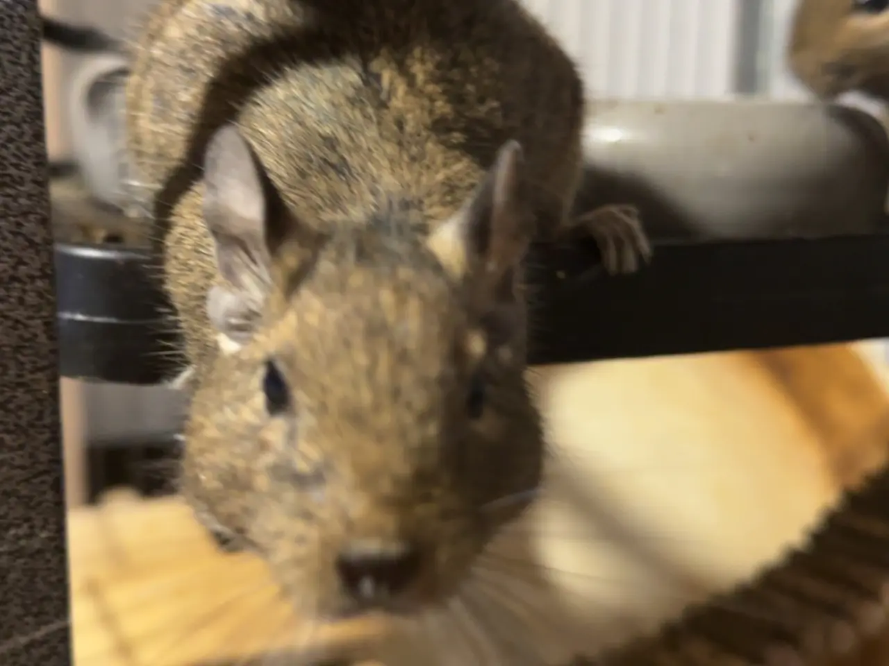Billede 1 - To søde degu piger