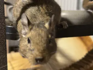 To søde degu piger