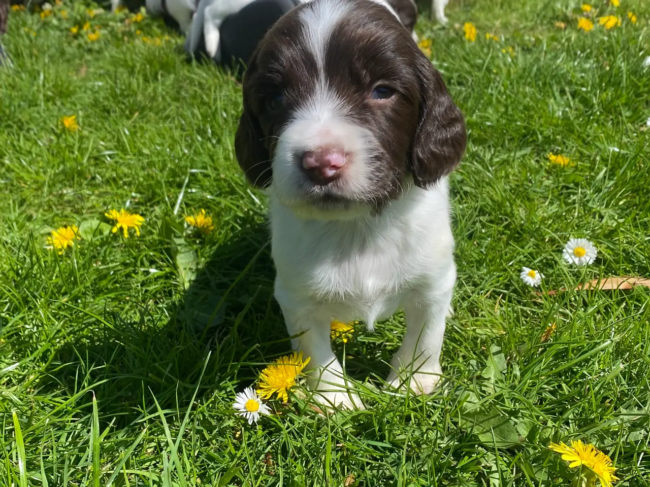 Billede 9 - Engelsk ft springer spaniels