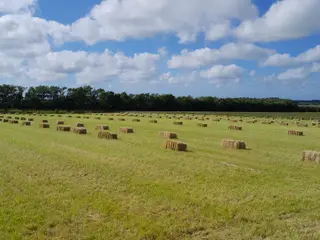 Nyt hø