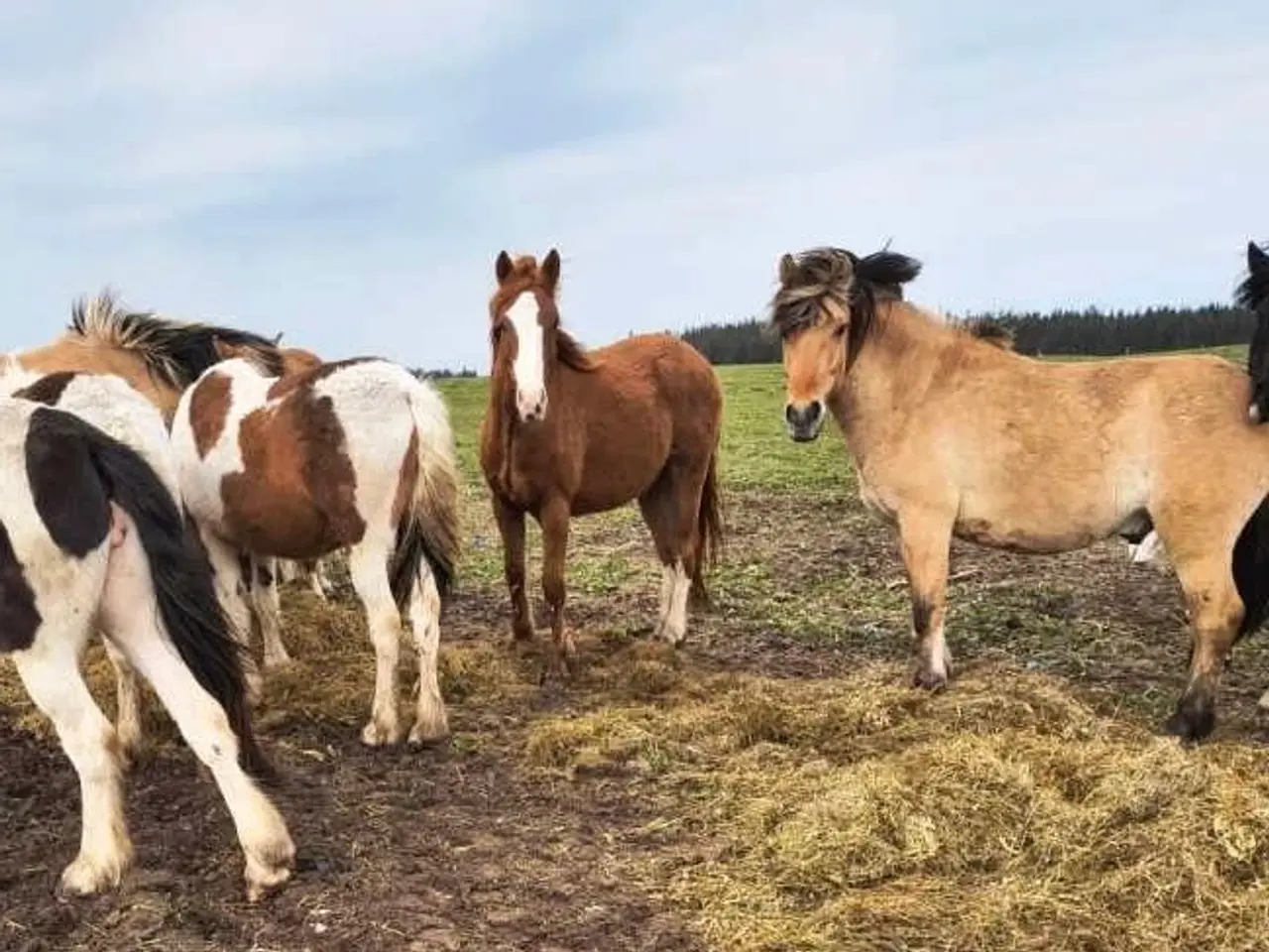 Billede 1 - 15 stk. 2 års ponykrydsninger