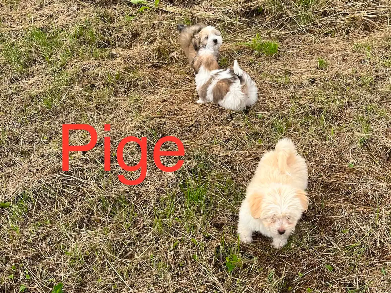 Billede 10 - Bichon Havanais hvalpe