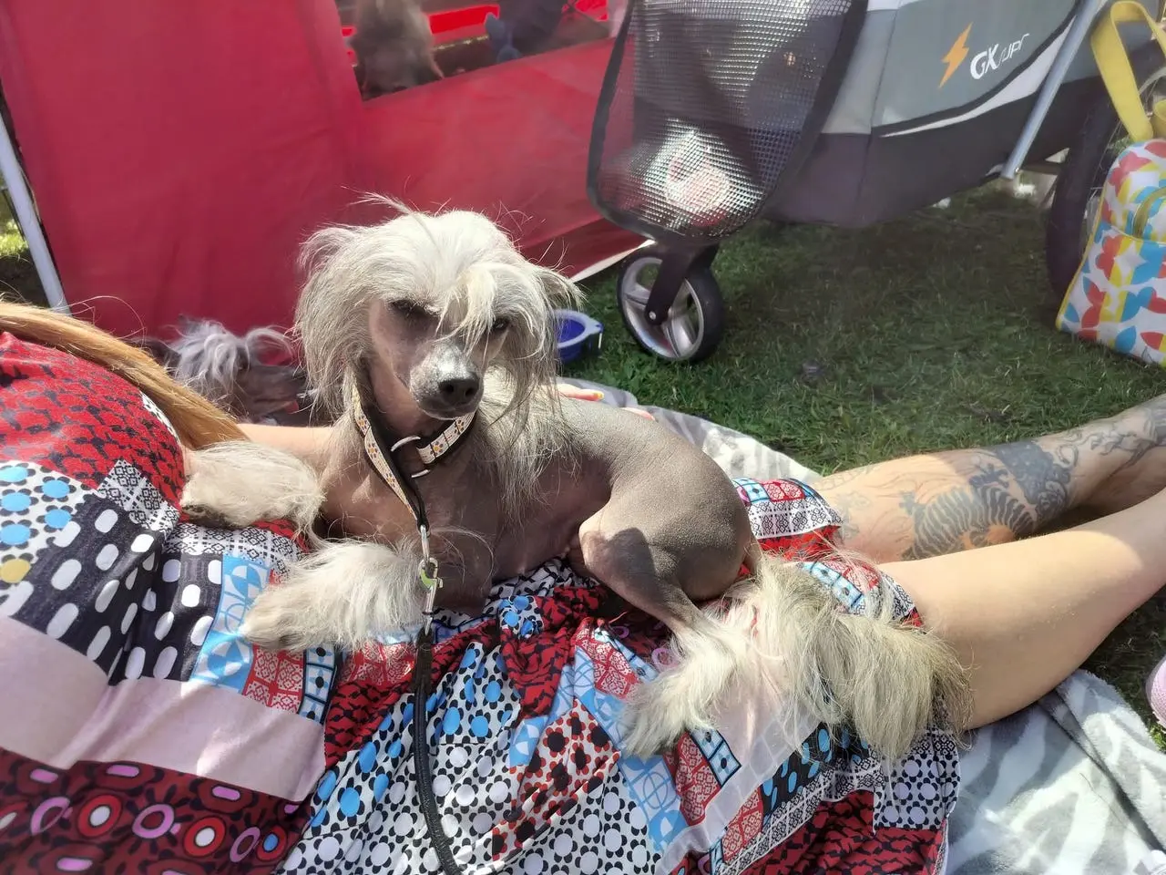 Billede 2 - Chinese crested tæve med dkk stamtavle