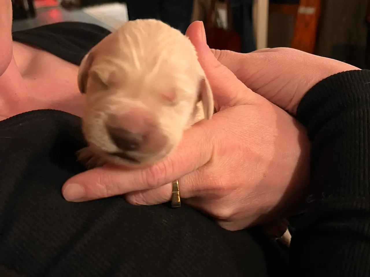 Billede 2 - Golden Retriever-hvalpe søger deres nye familier