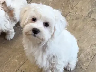 Fine mini Maltipoo er rejse klar nu !