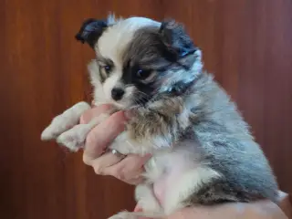 Hundehvalpe! Pomchi klar til at flytte hjemmefra - 3