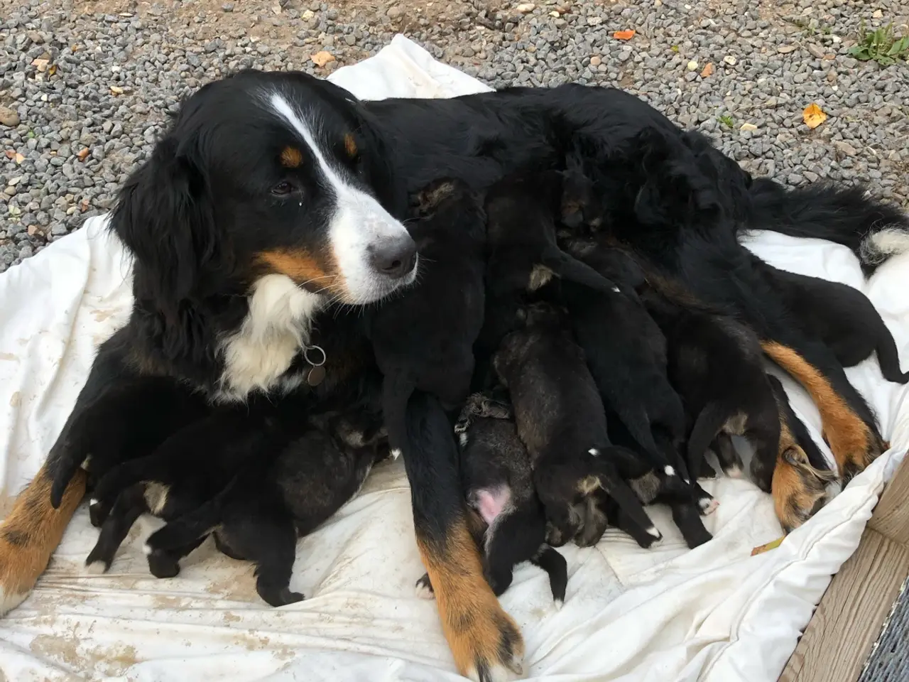 Billede 9 - Flotteste berner sennen blandings hvalpe🐶