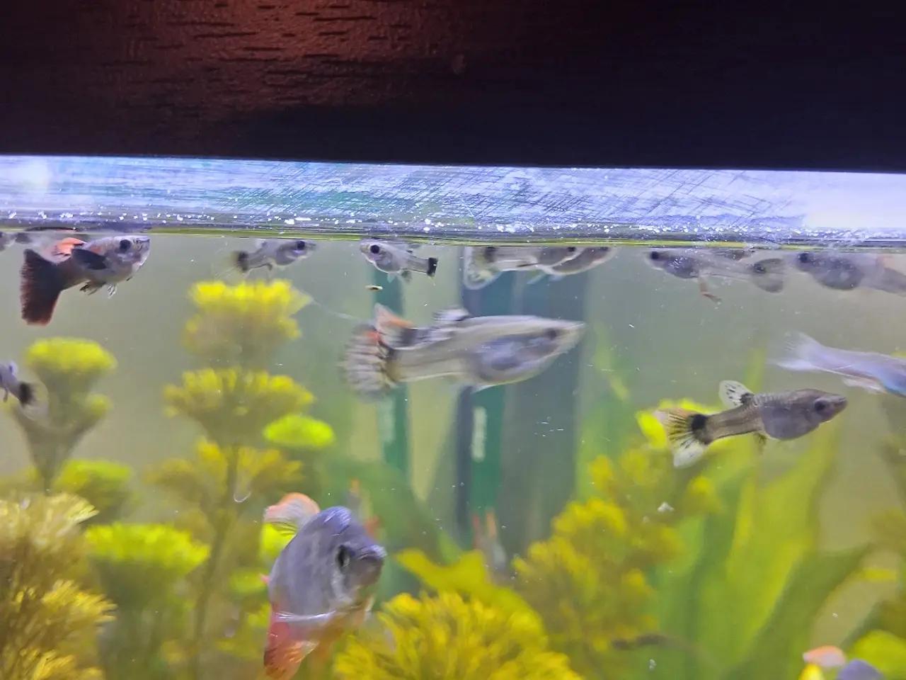 Billede 6 - Guppy mix han og hun