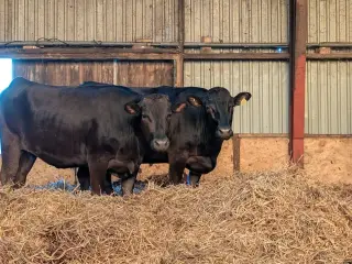 To Wagyu køer til salg 