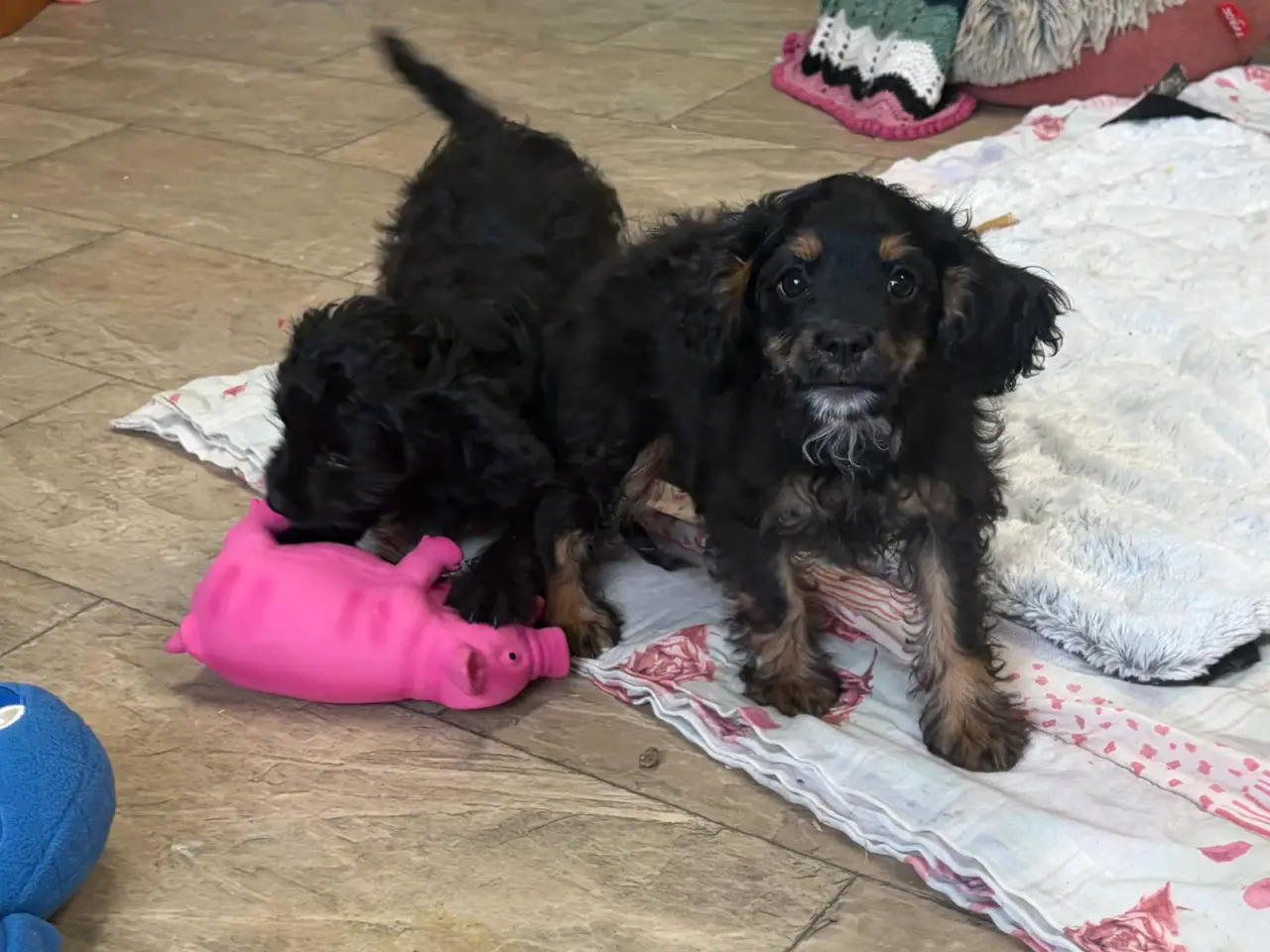 Billede 6 - Små virkelig fine mini Cavapoo babyer