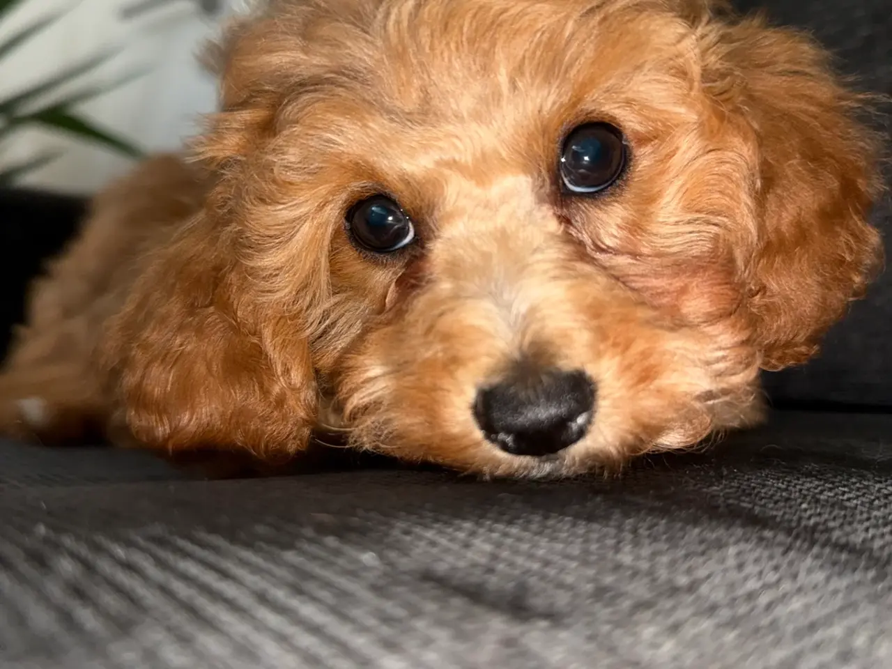 Billede 3 - Cavapoo hvalp / tæve klar til at flytte hjemmefra