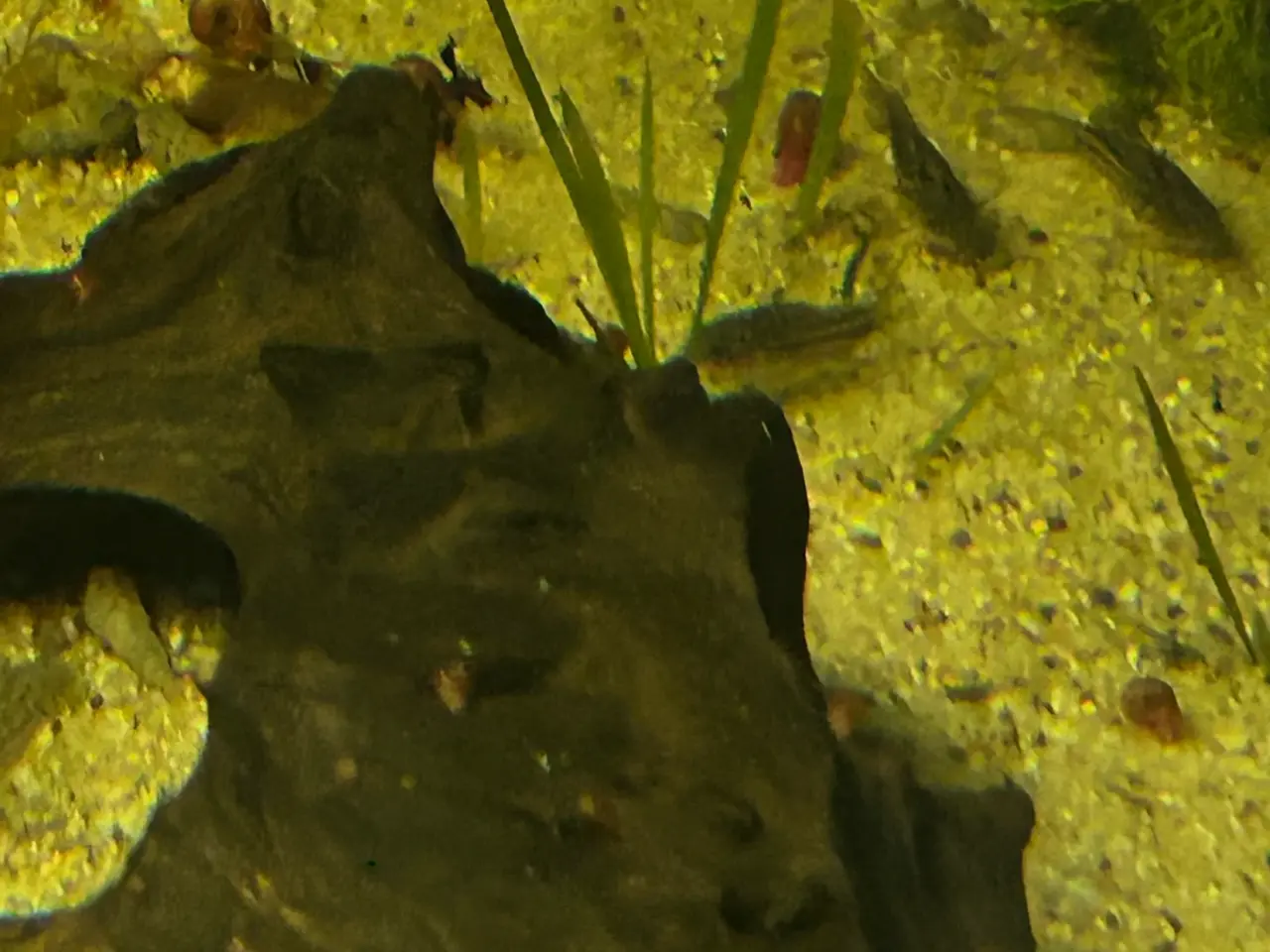 Billede 5 - 🐠✨ Nannus pansermaller – Fredelige bundfisk