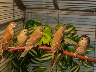 Ceresalstrid avls par med 3 unger sælges 🐦