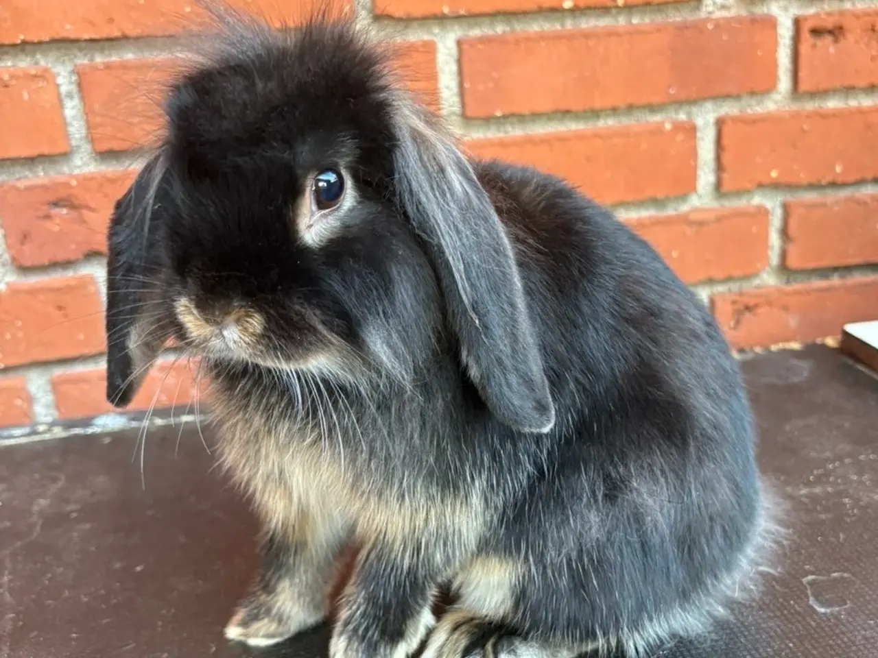 Billede 1 - HAN Lionlop