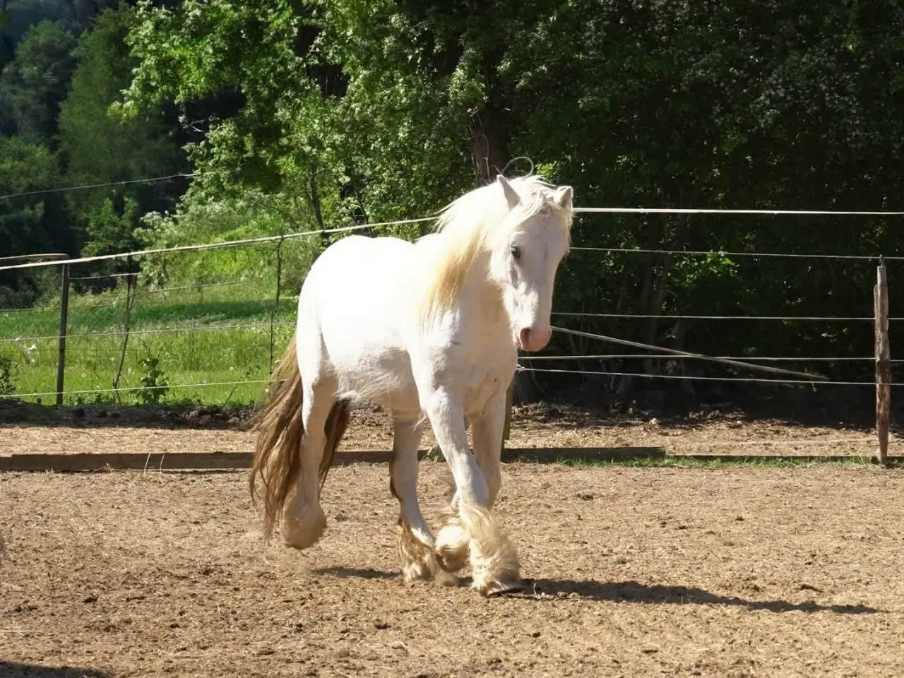 Billede 11 - Irish Cob heste søger nyt hjem