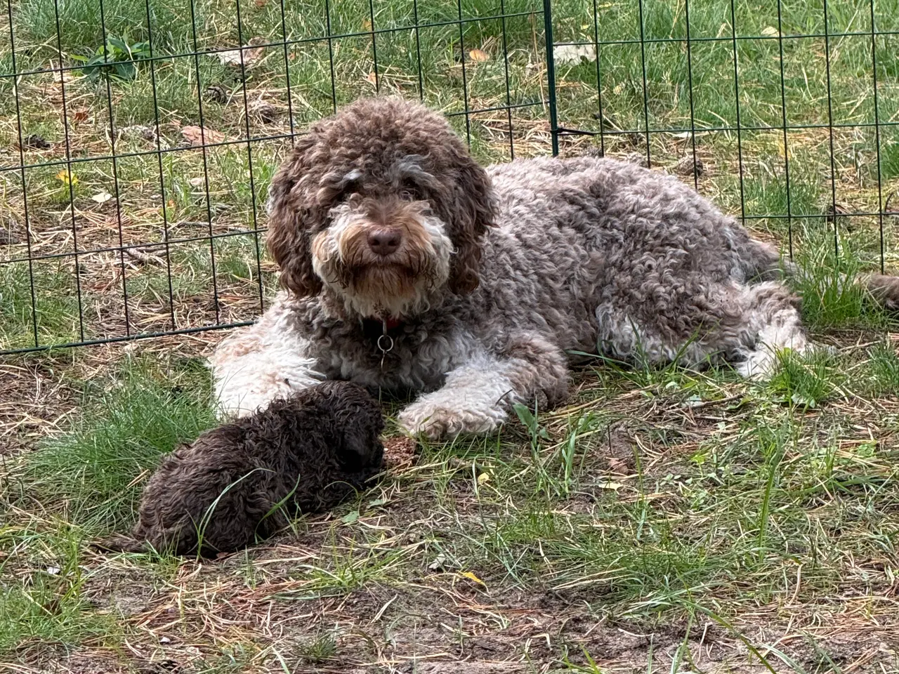 Billede 6 - Charmerende og kælen Lagotto Romagnolo