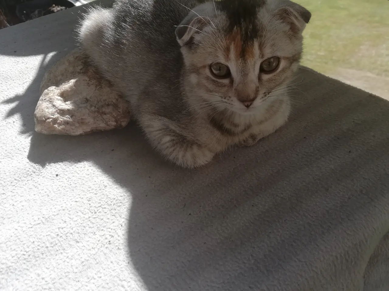 Billede 2 - Lisa – Sød og blid Scottish Fold hunkat søger kærl