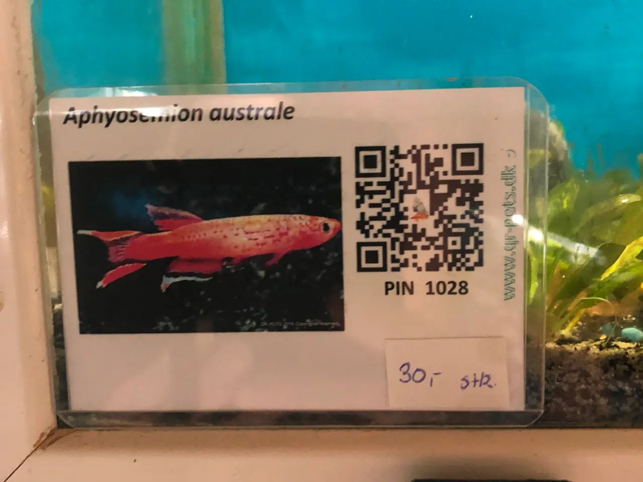 Billede 3 - Akvariefisk