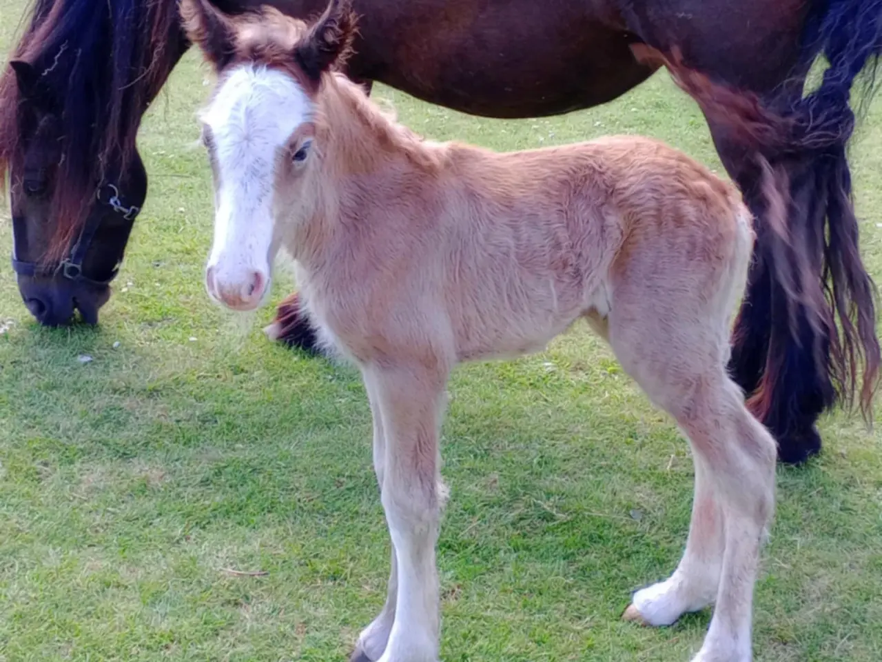 Billede 17 - Irish Cob heste søger nyt hjem