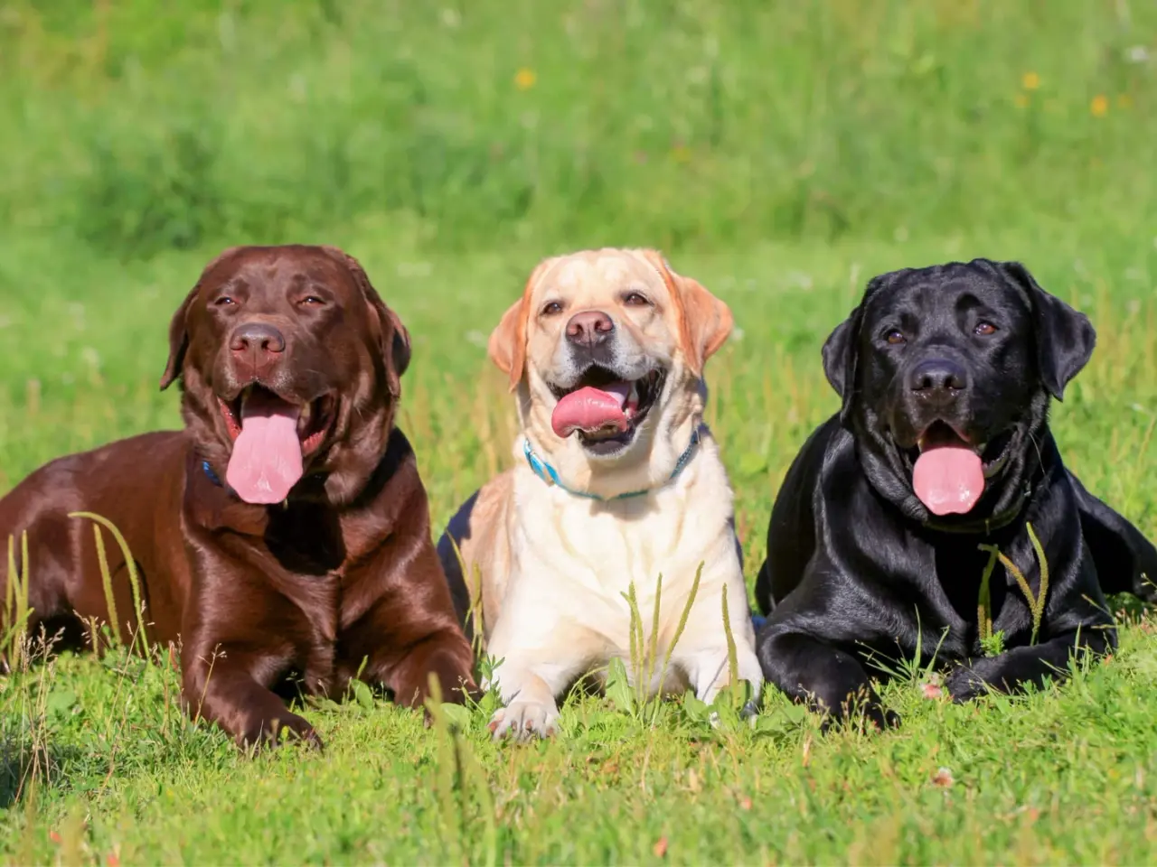 Billede 1 - Søger Gammeldags labrador 