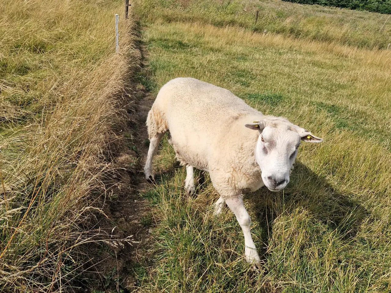 Billede 2 - Meget god texel vædder 5 år M3 sælges