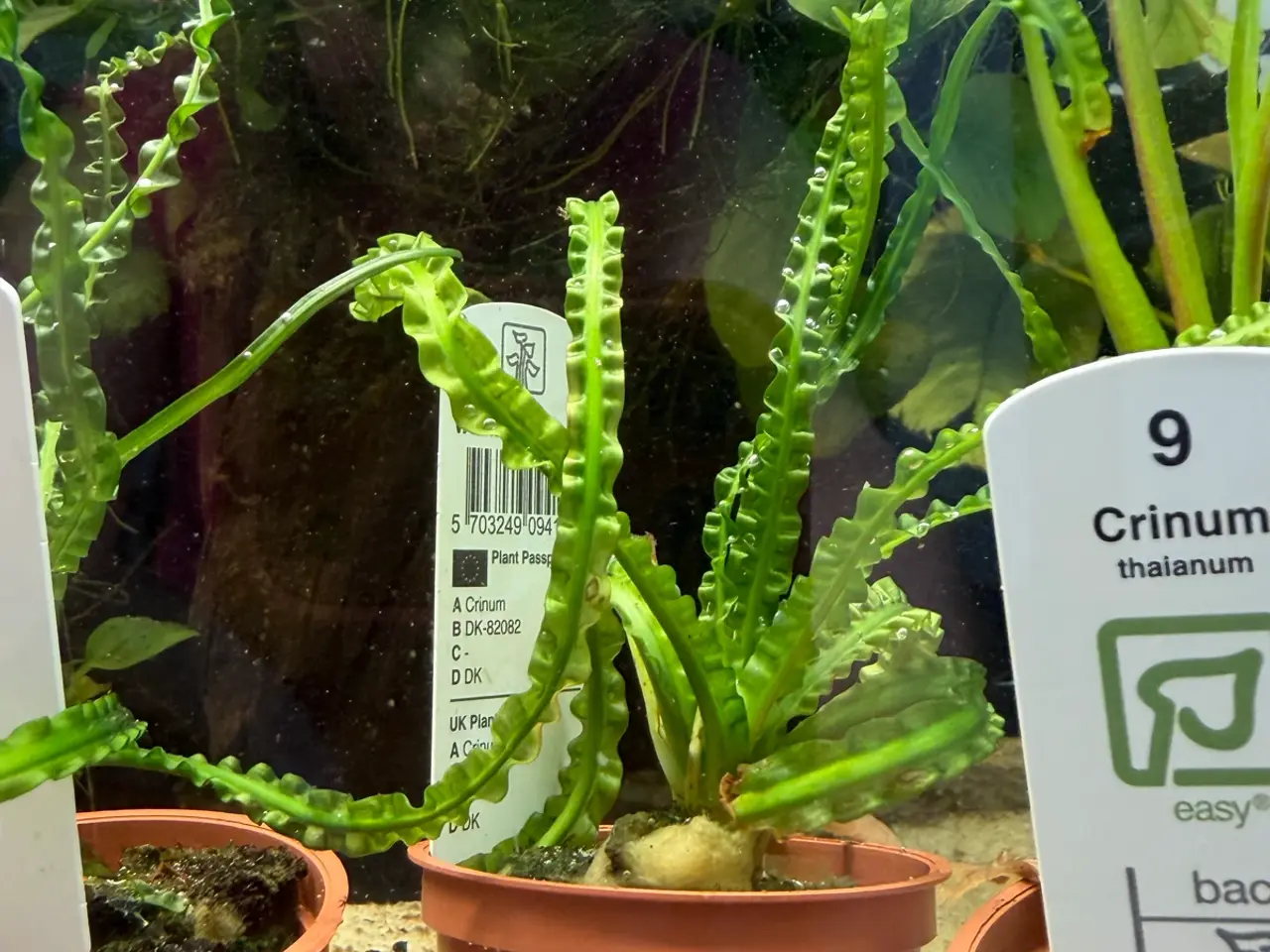 Billede 14 - Mange flere akvarie planter