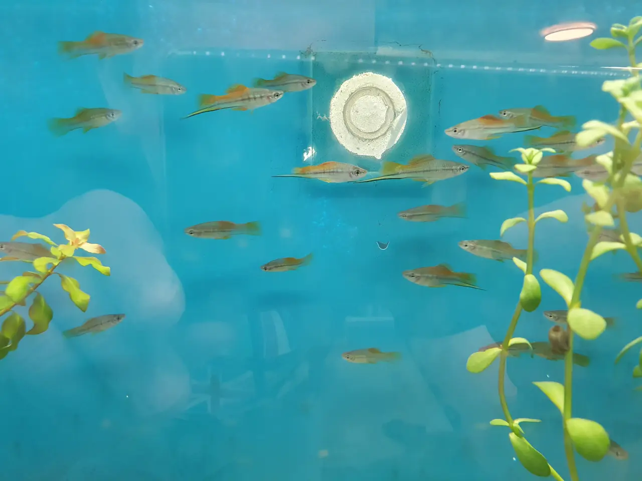 Billede 2 - 🧡🐟 MARIGOLD SVÆRDDRAGER TIL SALG 🐟🧡