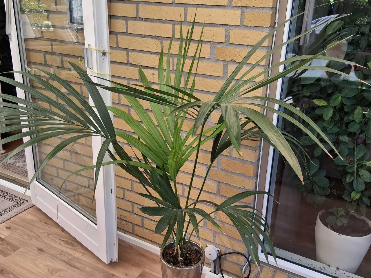 Billede 1 - Stue plante, palme