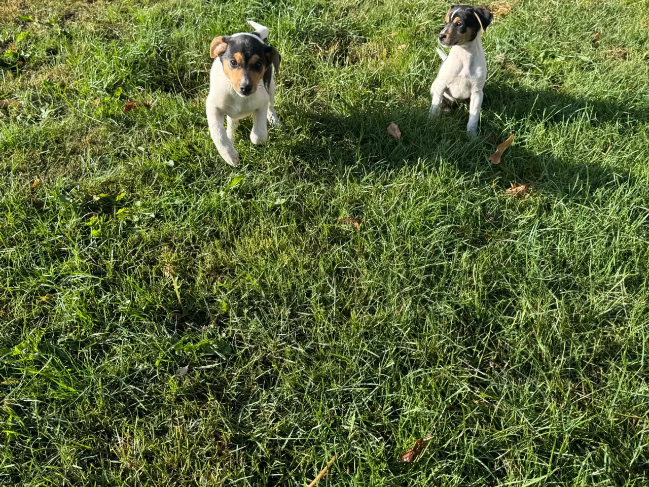 Billede 2 - Dansk/Svensk gårdhunde