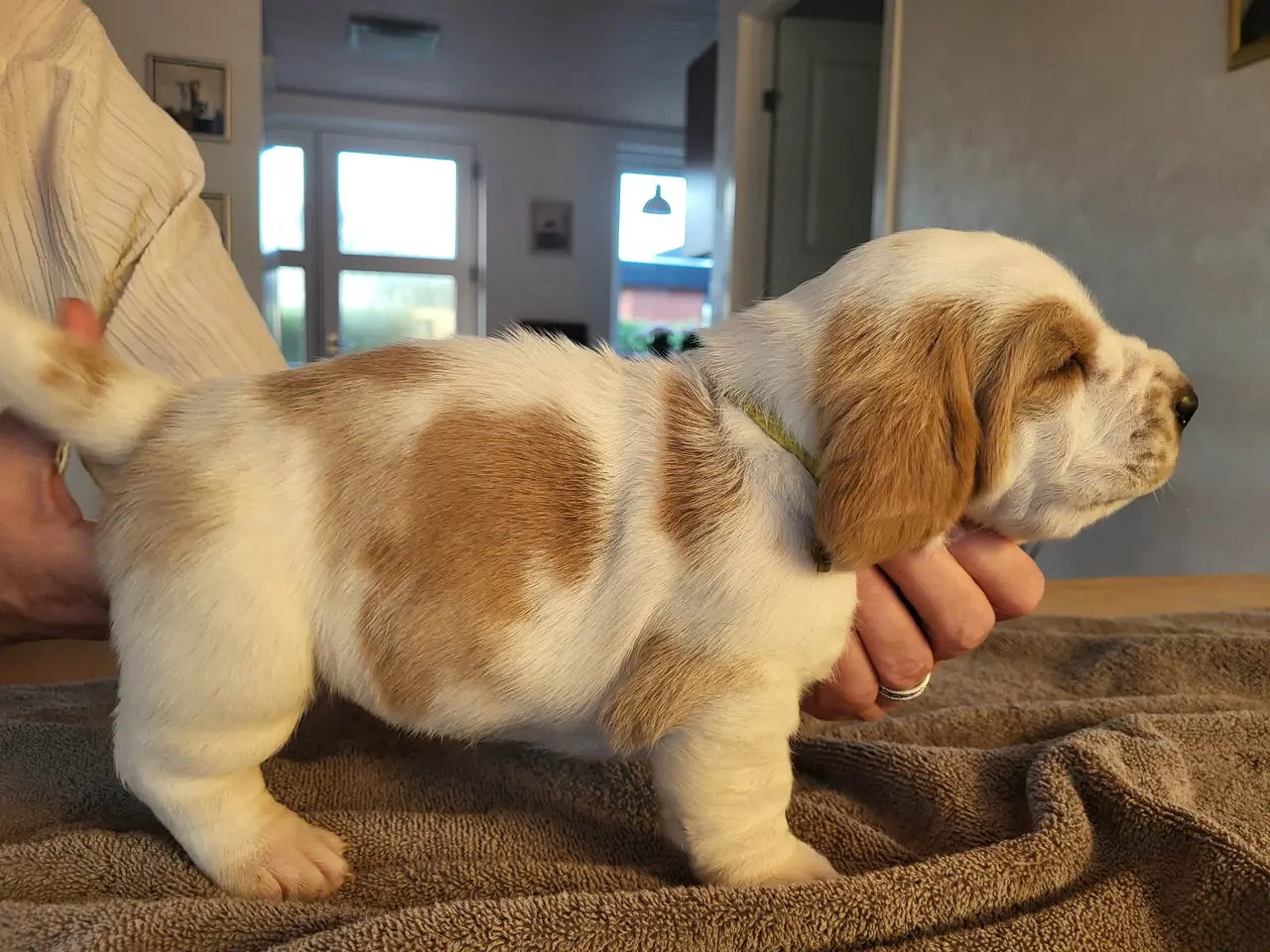 Billede 10 - Basset Hound Hvalpe